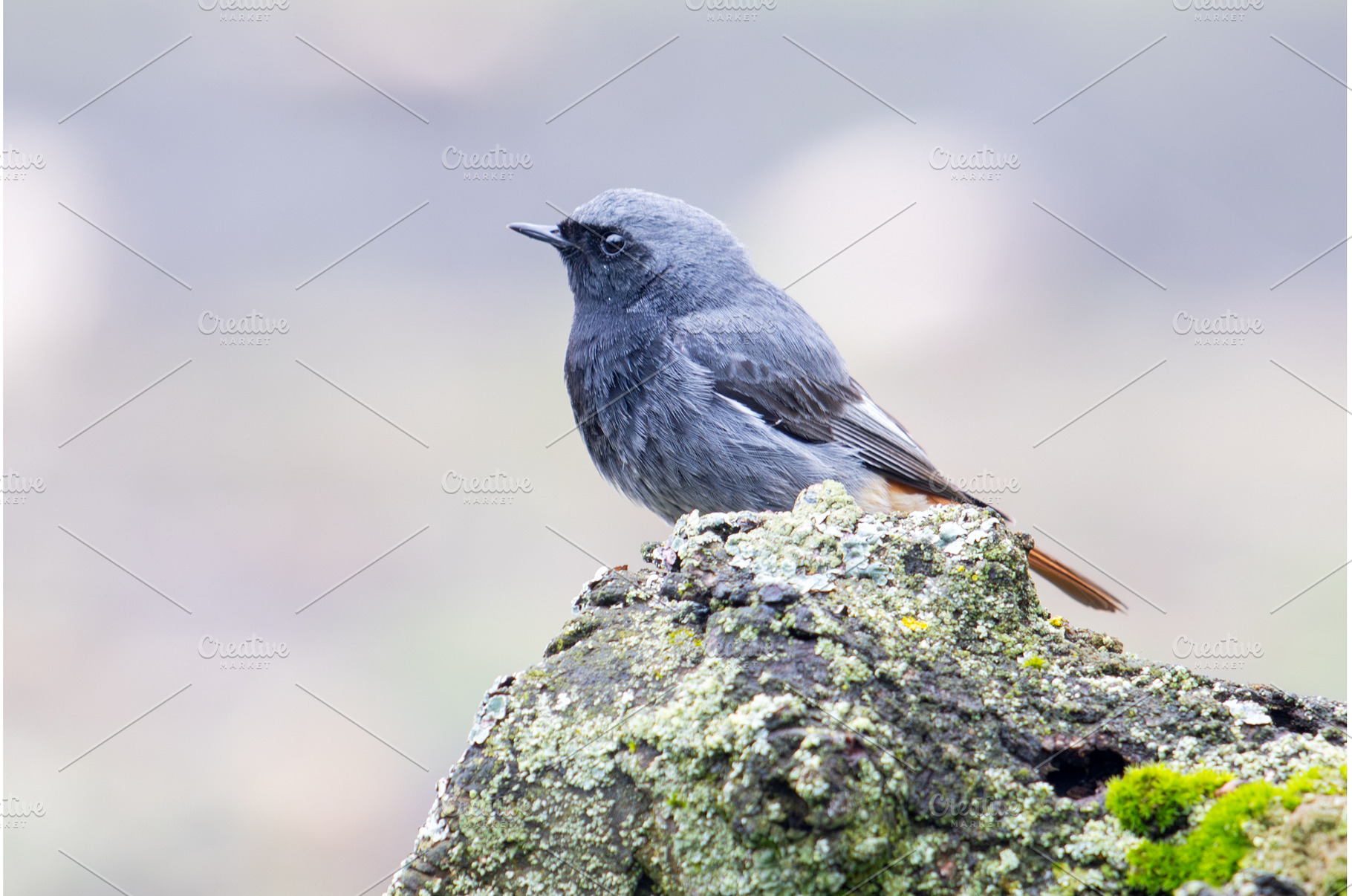 A male Black Redstart Phoenicurus, an Animal Photo by Pakosta