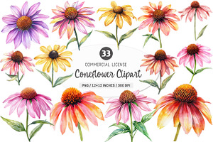 Coneflower Watercolor Clipart, an Illustration by SinaCreation