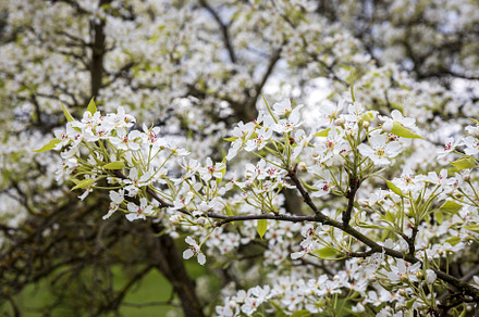 White pear blossoms blooming