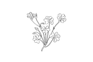 Wood Sorrel Wild Plant Drawing