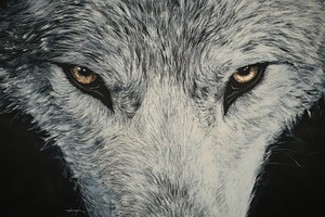 Close up of striking white wolf eyes, a Photo by Pavel_design