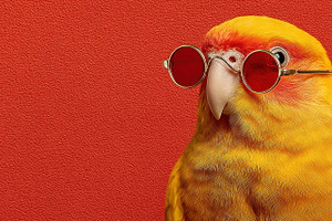 Stylish Yellow Parrot Wearing Red Sunglasses on Vibrant Red Back, an Animal Photo by José Manuel Gelpi