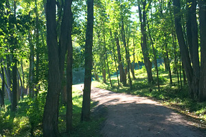 Trail In The Woods