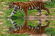 Water Reflection Photoshop Action preview 5