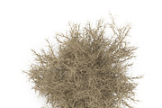 Tumbleweed, an Environmental 3D Model by AndrewWhite (Thumbnail 3 of 9)