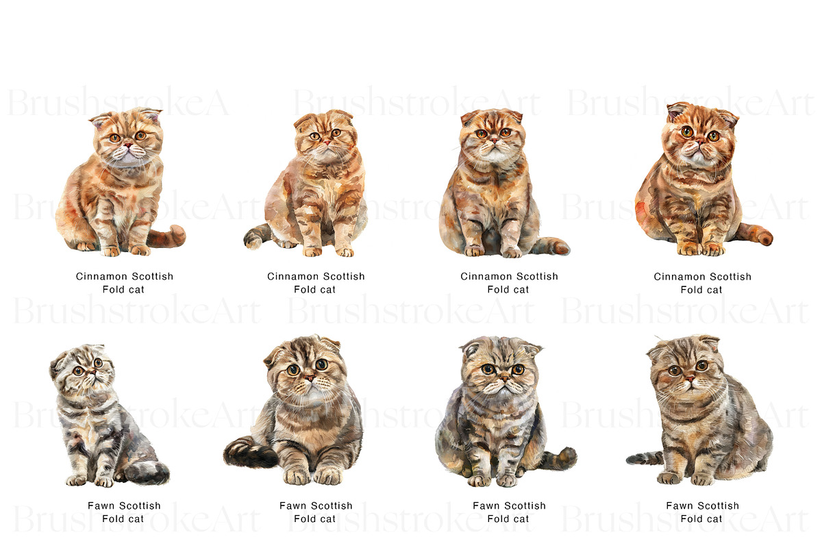 Scottish Fold Cat Clipart, Cat Breed, an Animal Illustration by BrushstrokeArtGB (Photo 2 of 9)