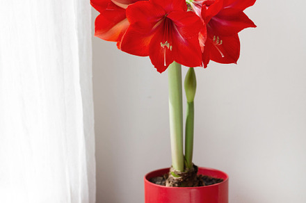 Beautiful red amaryllis flowers on table in room