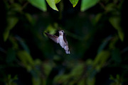Hummingbird Stock Bundle, an Animal Photo by r.r.palacios (Thumbnail 3 of 7)