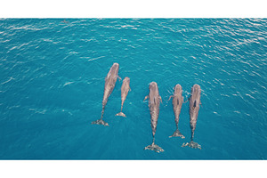 Family of pilot whales swimming in, an Animal Photo by Goinyk