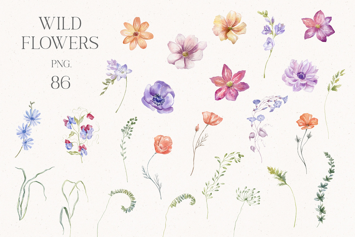 World of Butterflies & Wild Flowers., a Seasonal Illustration by Designwork (Photo 20 of 20)