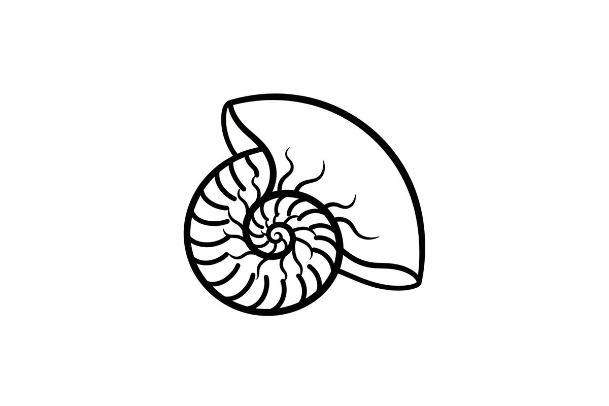 Shell Silhouette Vector Bundle, an Illustration by hafijul (Photo 34 of 48)