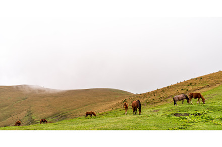 Herd of horses grazing in a mountain