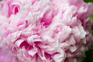 Pivoine rose
