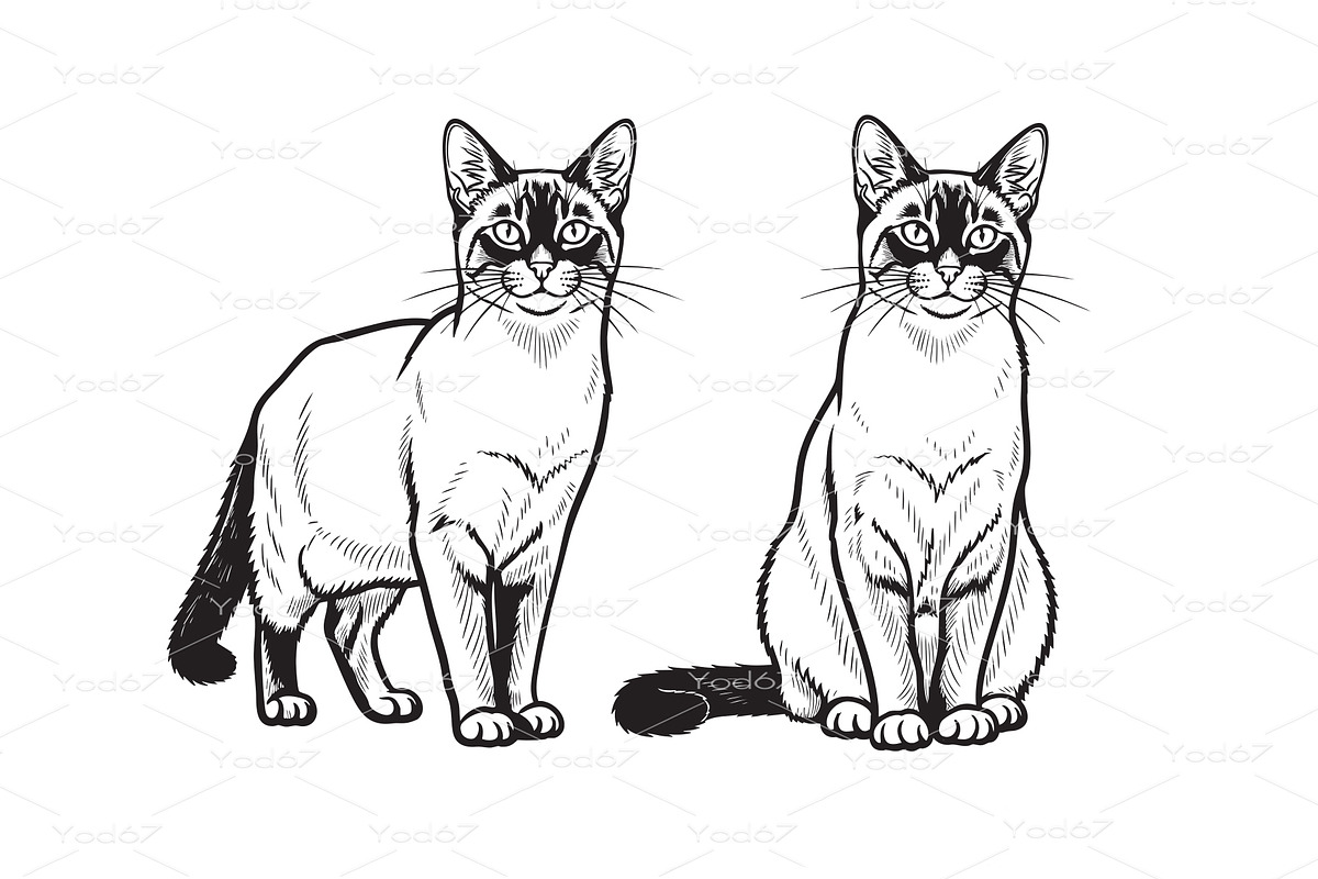 Thai Wichianmat, Siamese cat, an Animal Illustration by yod67