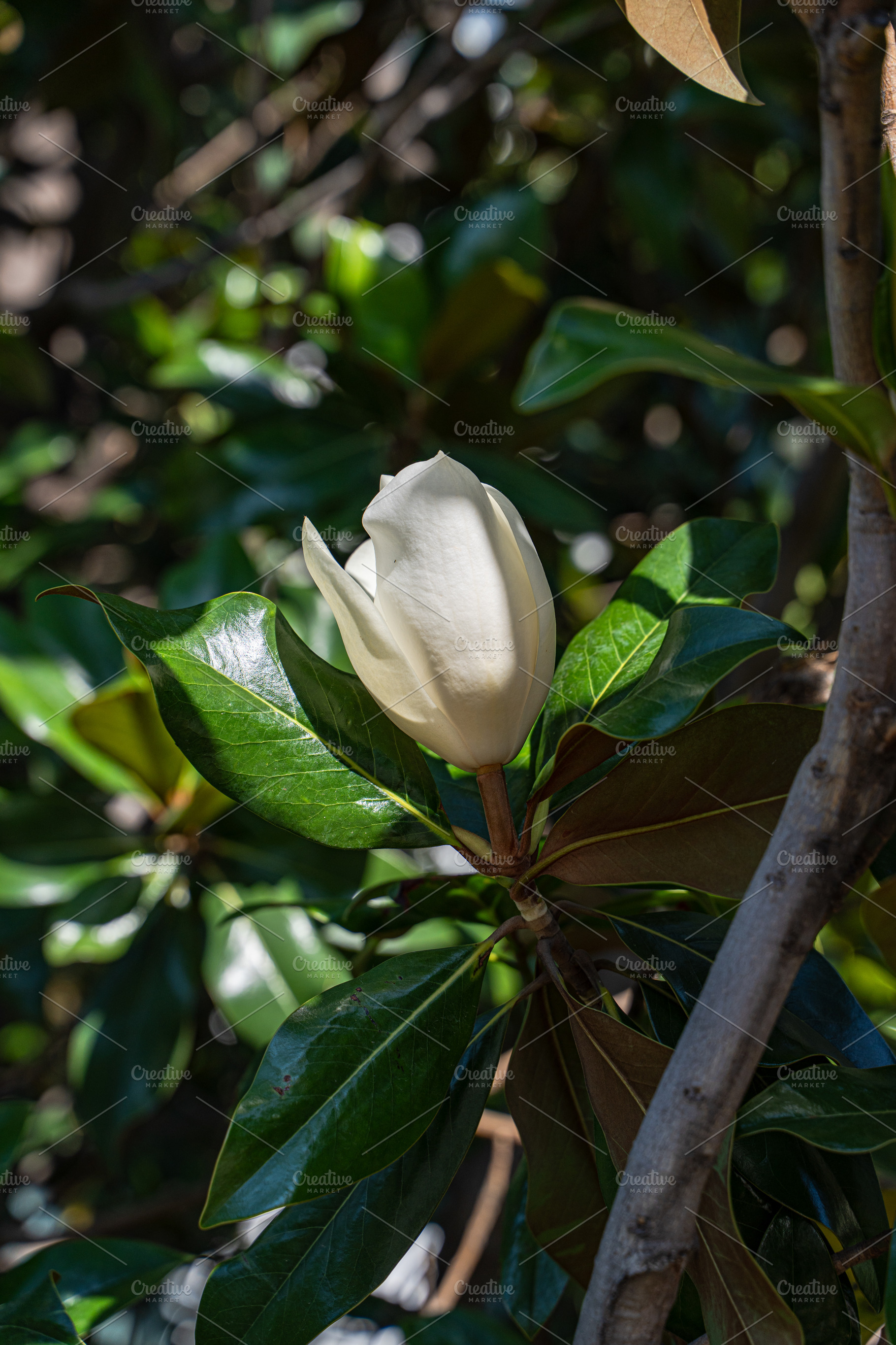 Beautiful white Magnolia blooming on the tree, a Nature Photo by Anna Bogush