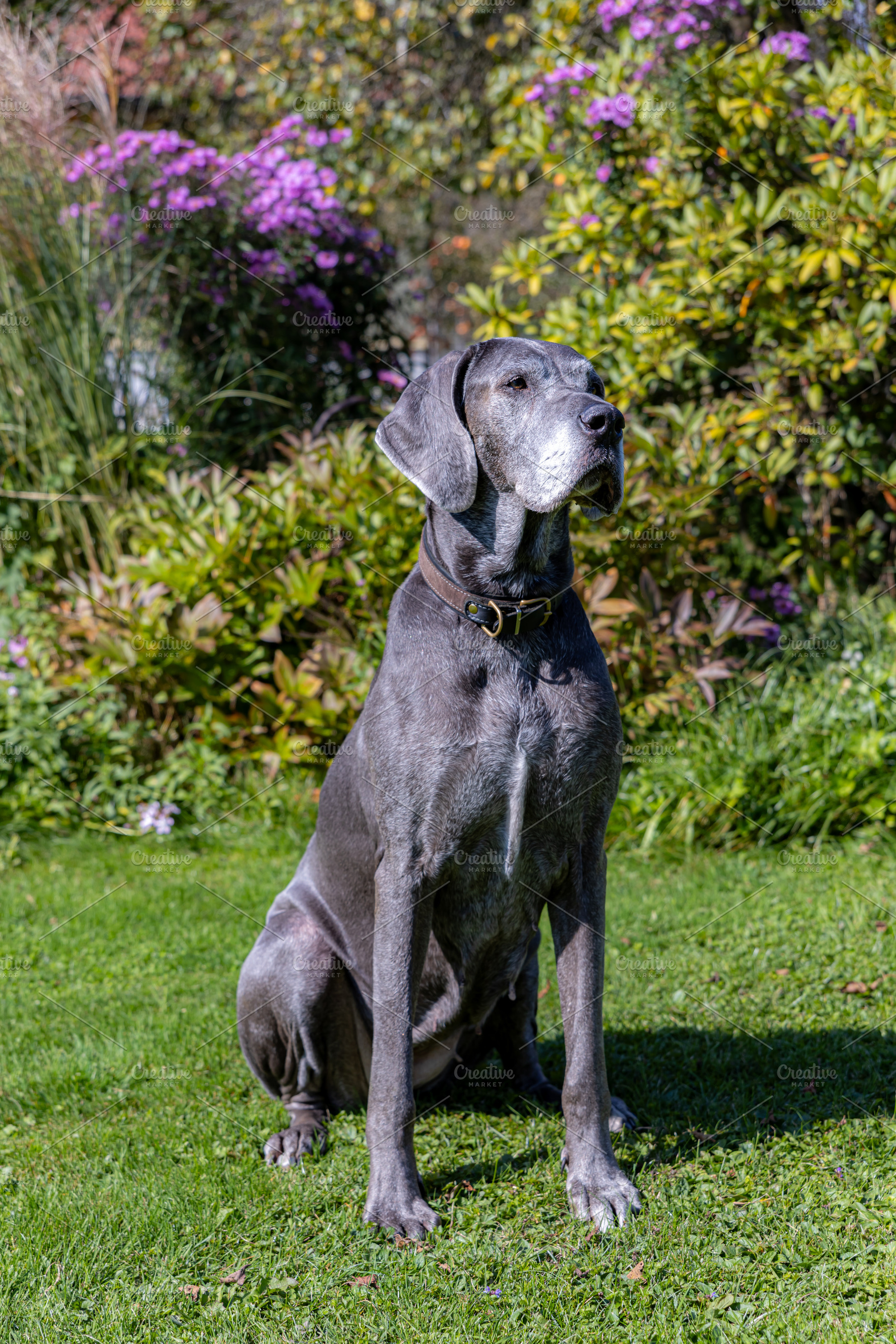 Great Dane of gray color on a green, an Animal Photo by Photo Kaminski