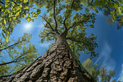 98 Trees view from below, a Nature Photo by Handmadefont (Thumbnail 9 of 98)