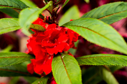 Red tropical flower