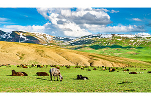Herd of sheep in the mountains of containing sheep, landscape, and, an Animal Photo by Leonid Andronov
