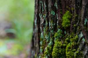 Stock Photo - Moss on a Tree