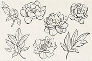 Peonies SVG line art PNG, EPS, PDF, a Decorative Illustration by DamriNa art (Thumbnail 3 of 5)