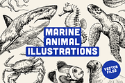 25 Marine Animal Illustrations, an Animal Illustration by Vectorian (Thumbnail 1 of 5)
