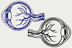 Human eye anatomy SVG