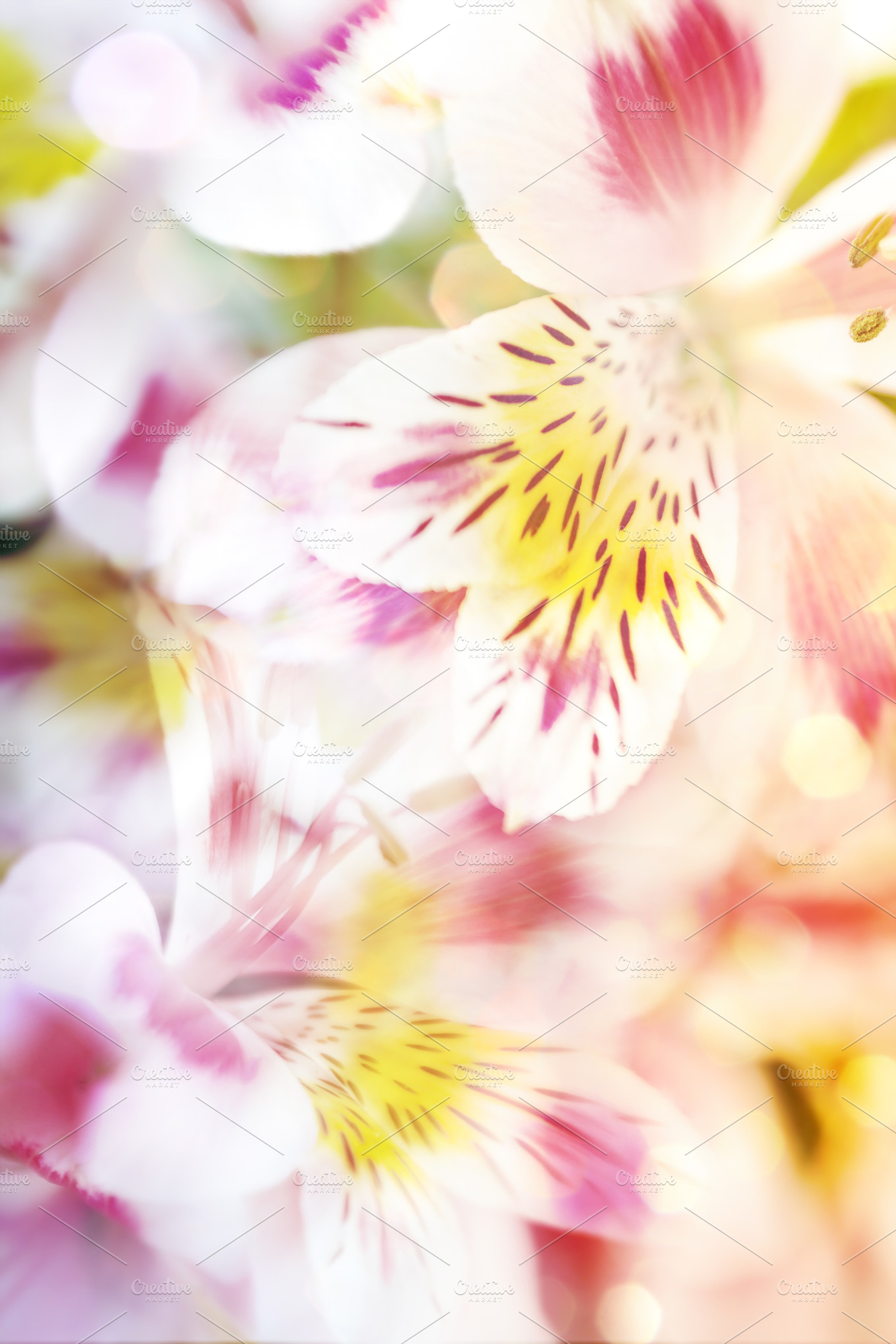Pink Light Defocused Flowers Background Featuring Abstract Background And