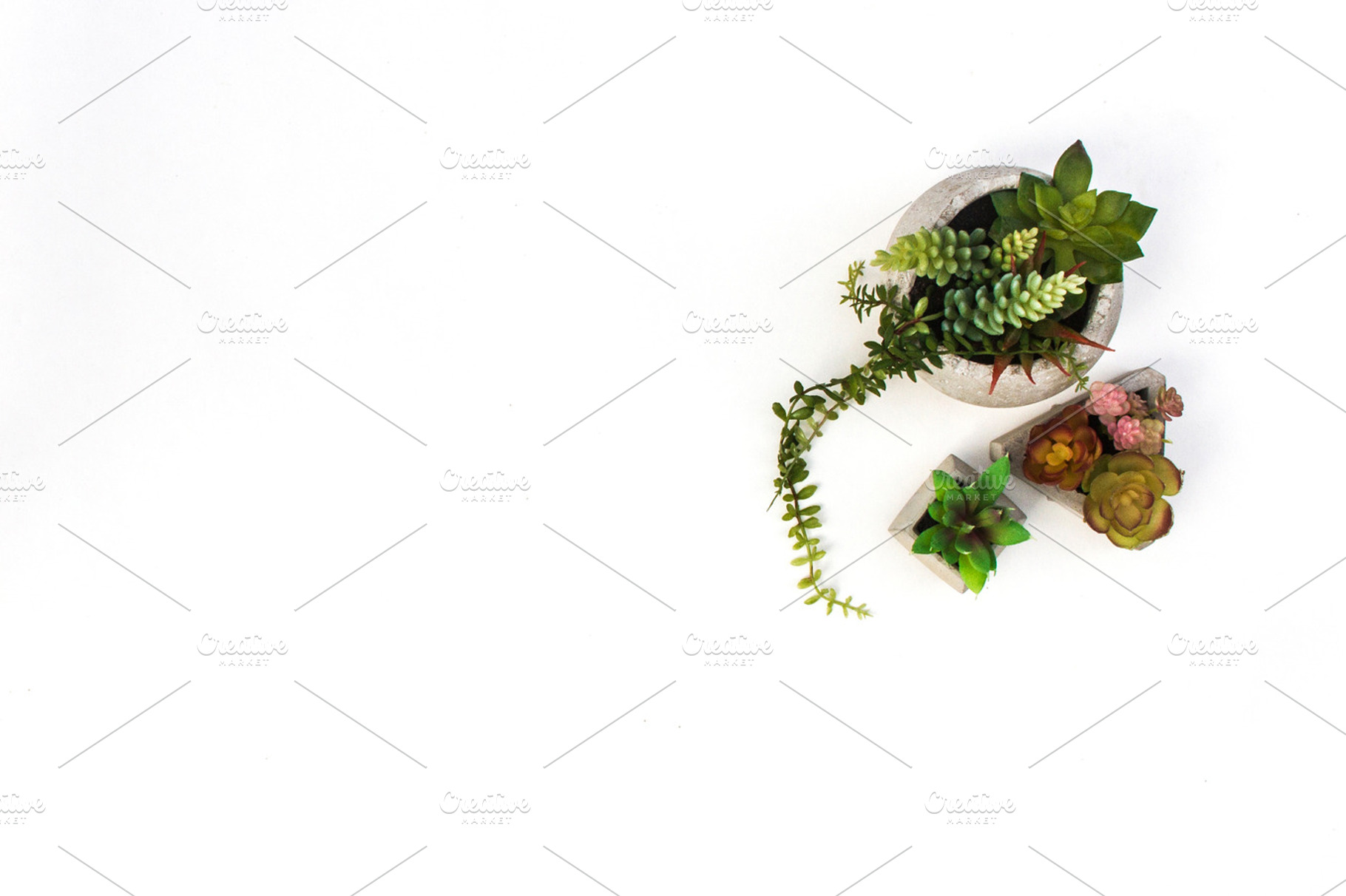 Styled Stock Photography Succulents, a Photo by Gorgeous Graphics