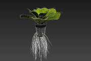lettuce grean, a Food & Drink 3D Model by AndrewWhite (Thumbnail 3 of 16)