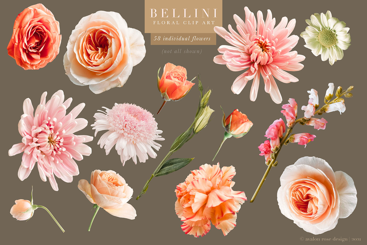 Bellini Floral Clip Art Collection, an Object Graphic by Eclectic Anthology (Photo 16 of 17)