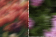 Drifting Blooms, a Background Graphic by Dina Mae (Thumbnail 9 of 12)