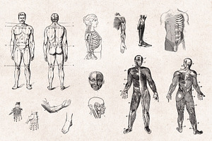 Anatomy Engravings Set