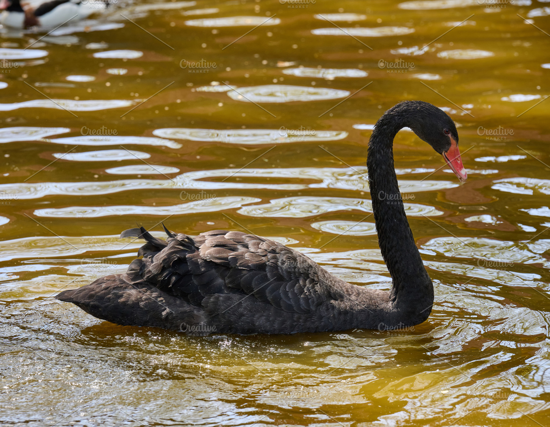Portrait of a juvenile black swan cygnet swimming in muddy water, an Animal Photo by ndanko