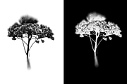 HERBARIA. Pressed Wildflower Scans, an Object Graphic by Schumacher Shop (Thumbnail 8 of 21)