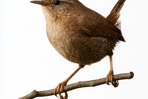 Eurasian wren perched on branch isolated on white background, an Animal Photo by José Manuel Gelpi