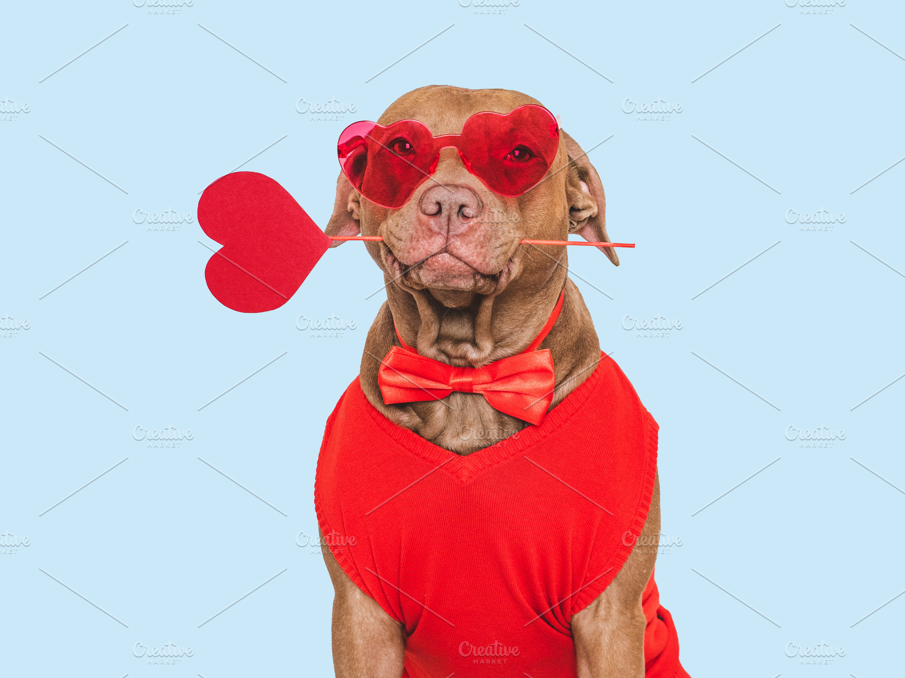 Happy Valentine's Day. Stylish dog and red sunglasses, an Animal Photo by Svetlana Barchan