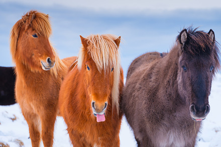 Horses in Iceland, an Animal Photo by Landscape and travel