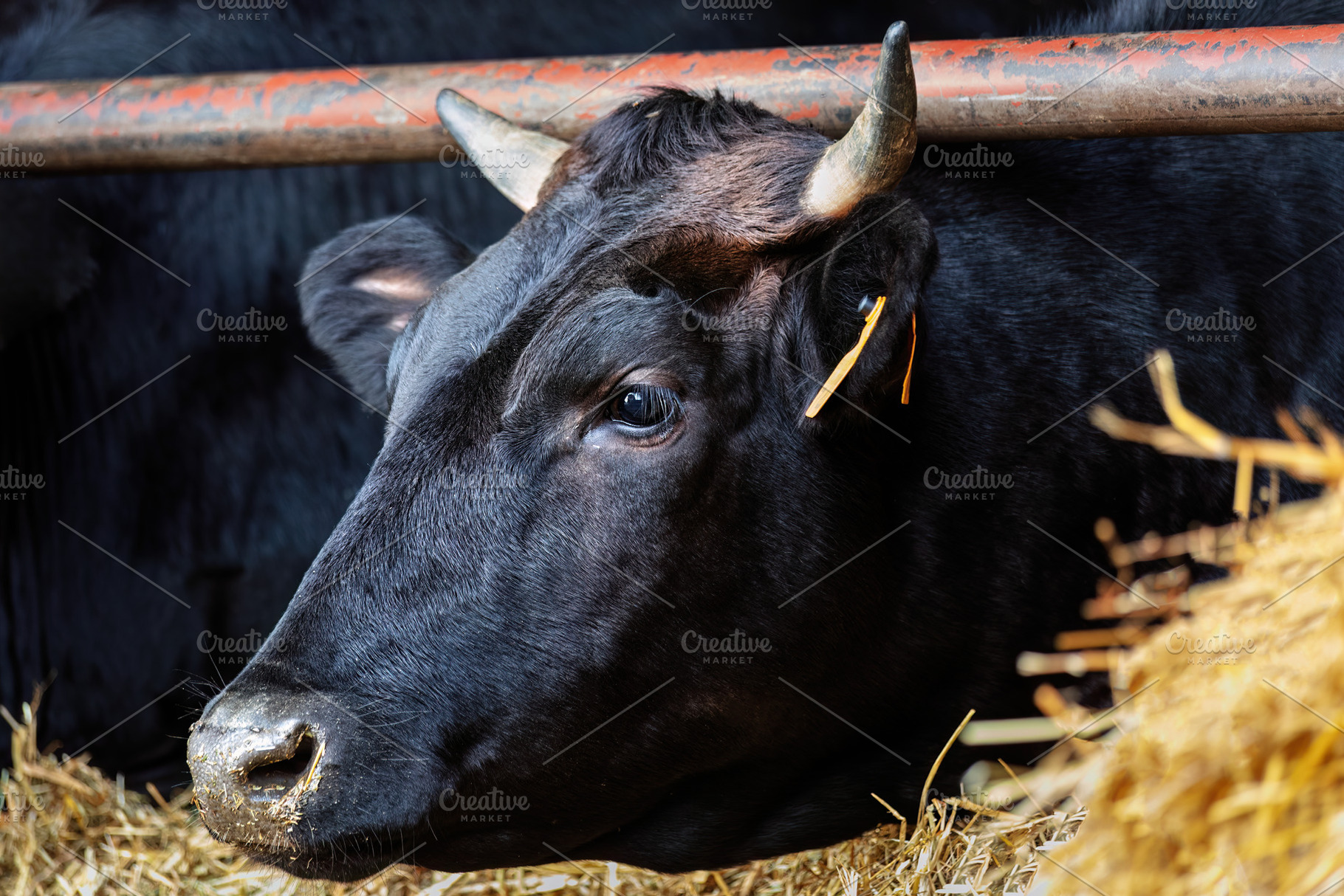 Black Wagyu cow with horns lying in, an Animal Photo by Perpis