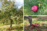 Fall Apple Picking - 10 Stock Photos, a Nature Photo by RIK Photography (Thumbnail 3 of 8)