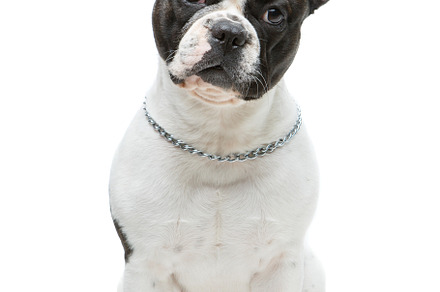 French bulldog dog isolated on white background stock photo containing animal, an Animal Photo by Sweet Studio