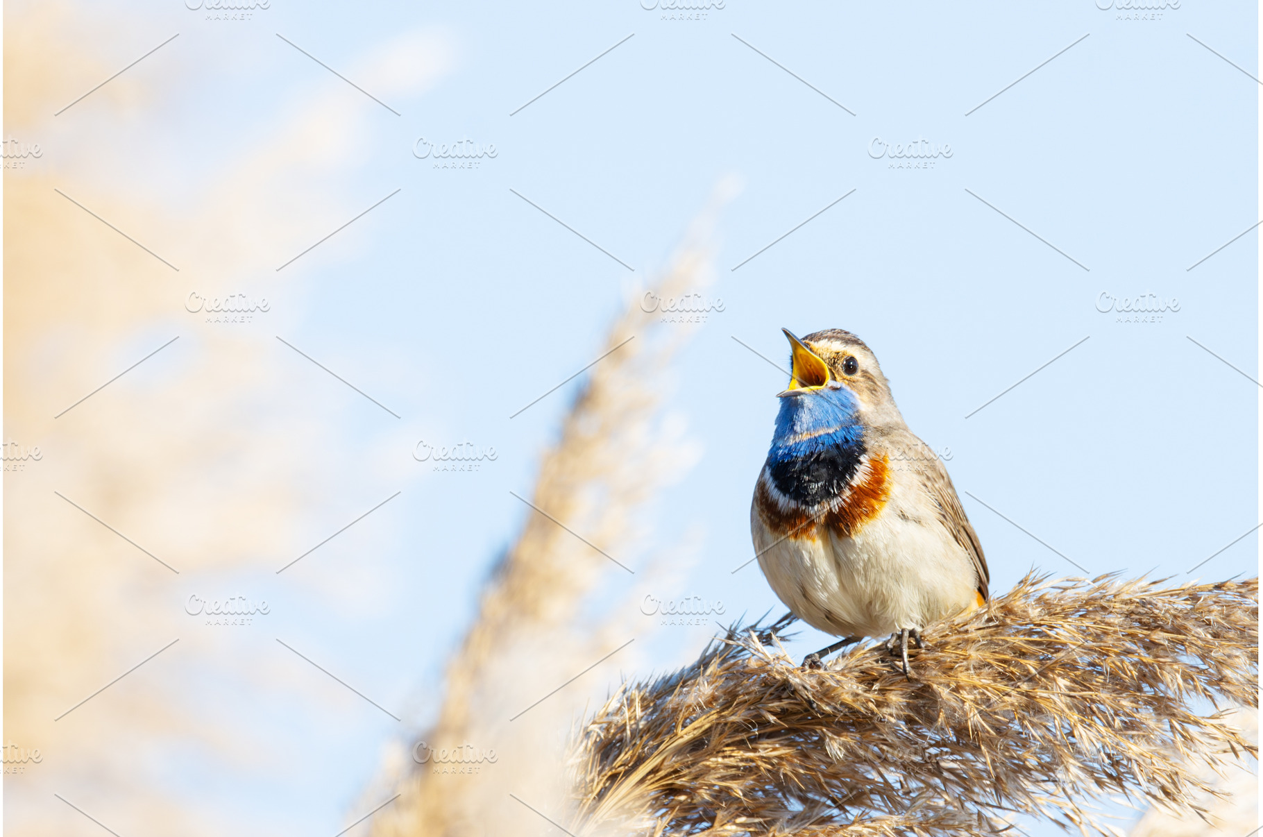 Male Bluethroat Singing on Dry Reed, an Animal Photo by Pakosta