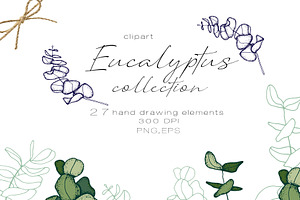 Eucalyptus