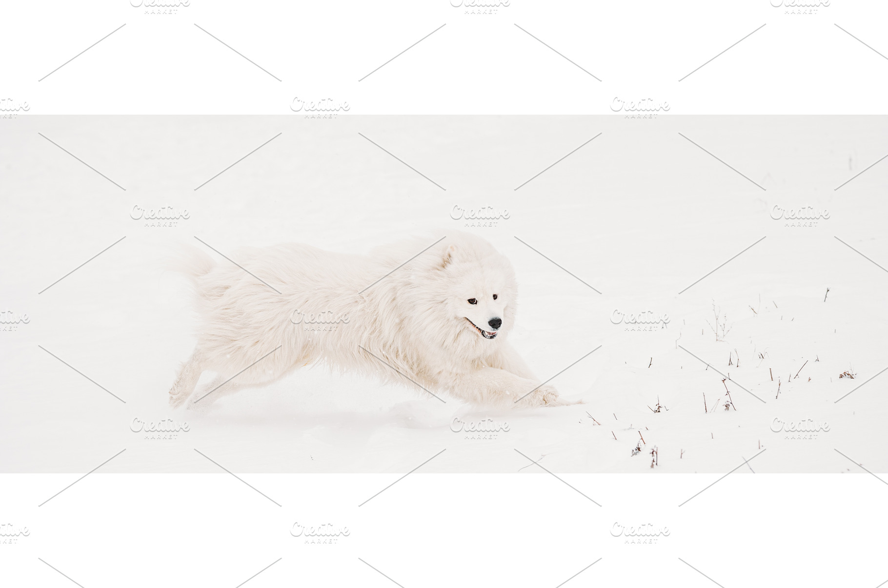 Young White Samoyed Dog (Bjelkier, an Animal Photo by Our Amazing World