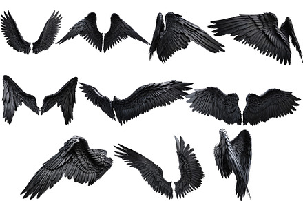 set of photorealistic black wings, an Animal Photo by itakdalee