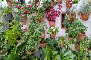 Vertical garden with terracotta pots and flowers, a Nature Photo by DanFLCreativo
