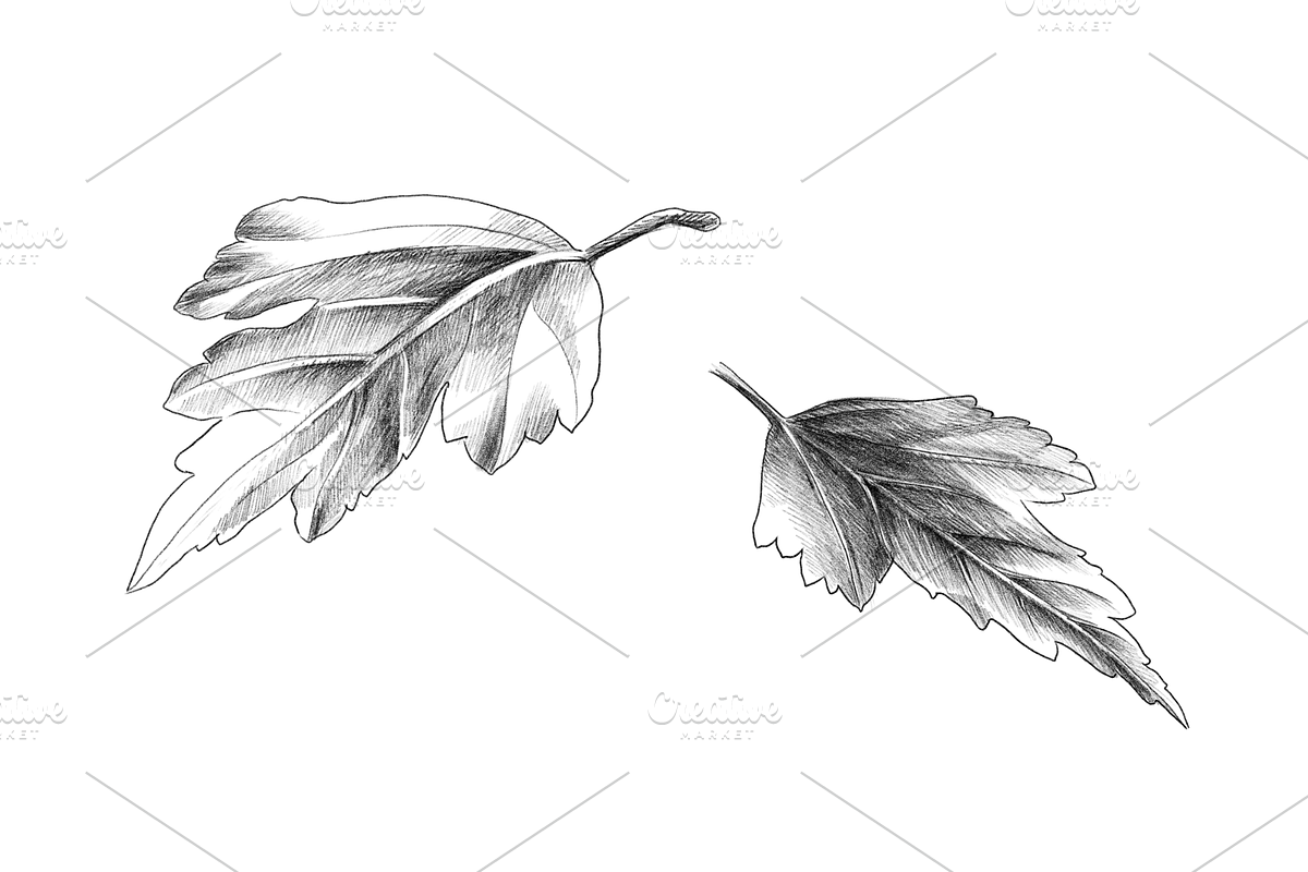Floral Collection, an Object Graphic by VictoriaKStudio (Photo 7 of 7)