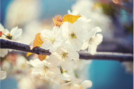 Flowering tree branches in spring, a Nature Photo by yanadjana