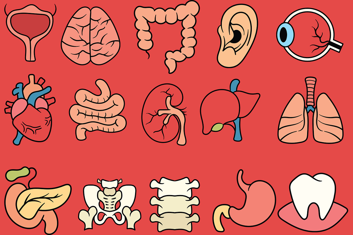 Human Organ Illustration Pack, an Illustration by baii09 (Photo 2 of 2)