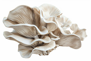 Delicate oyster mushrooms with soft,, a Photo by Tanuart